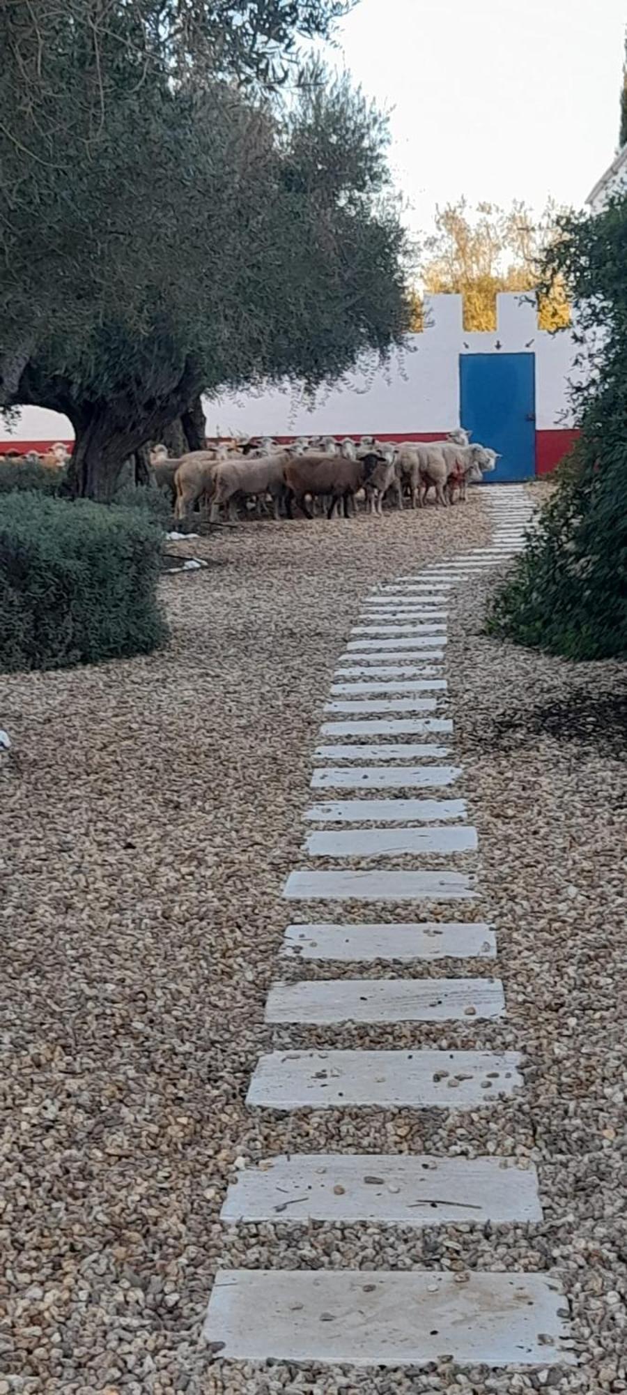 Quinta Da Chamine Otel Ferreira Do Alentejo Oda fotoğraf